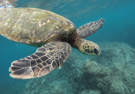 ocean-animal-extinction-help-turtle.jpg